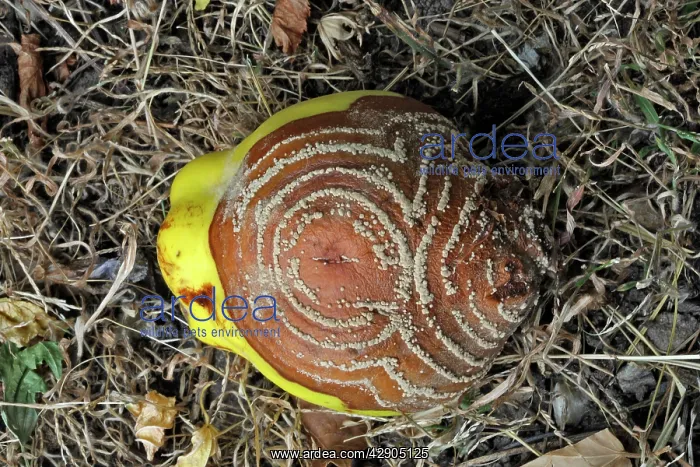: Quince - with rot - either Monillia fructigena : Quince - with rot - either Monillia fructigena