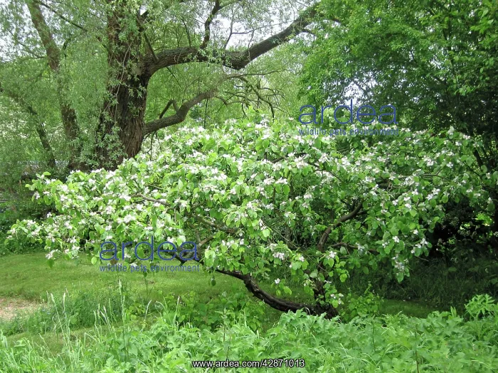  : Quince Tree in flower