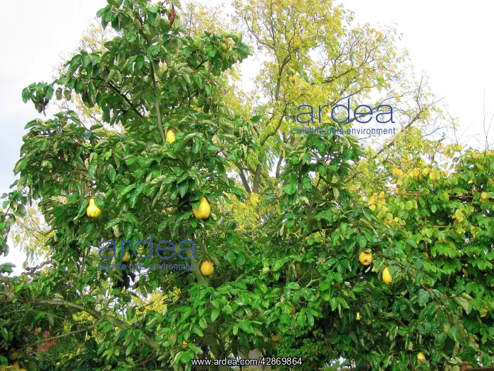 : Quince Tree with fruit : Quince Tree with fruit