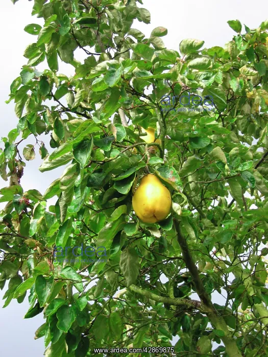 : Quince Tree with fruit : Quince Tree with fruit