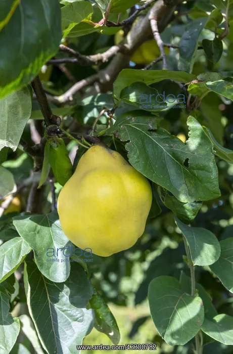 : Quince on the tree, summer, Pas de Calais, France : Quince on the tree, summer, Pas de Calais, France