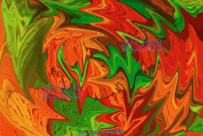 : Quinidine Liquified : Quinidine Liquified