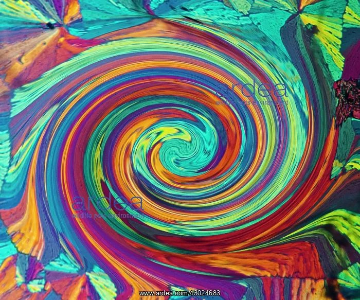 : Quinidine Swirl : Quinidine Swirl