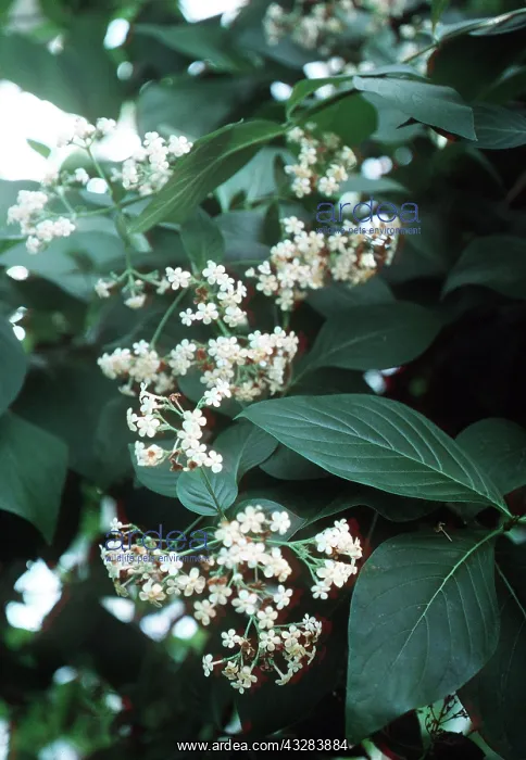 : QUININE - In flower : QUININE - In flower