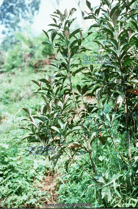 : QUININE - Peruvian Bark Tree : QUININE - Peruvian Bark Tree