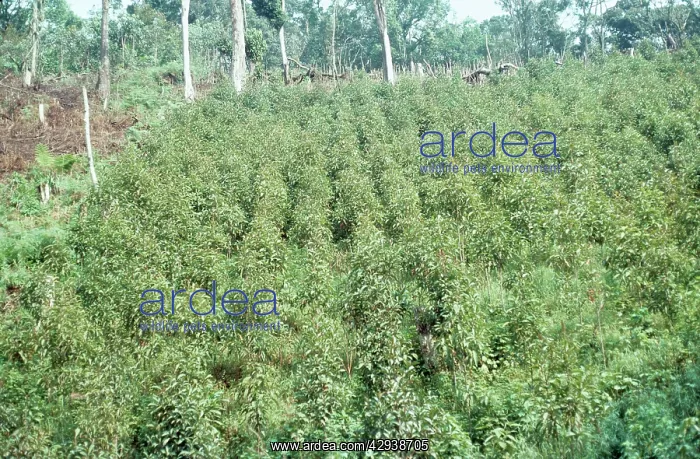 : QUININE PLANTATION : QUININE PLANTATION