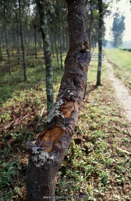  : Quinine tree