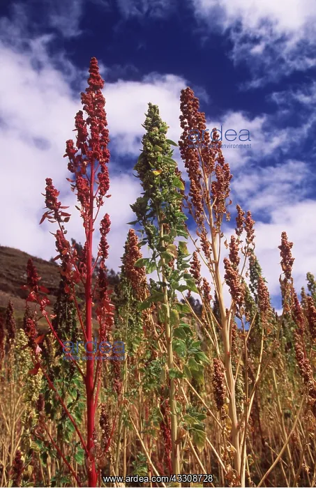 : QUINOA-ANDEAN CEREAL GROWING : QUINOA-ANDEAN CEREAL GROWING