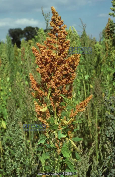 : Quinoa (Chenopodium quinoa) : Quinoa (Chenopodium quinoa)