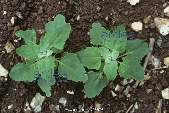  : Quinoa (Chenopodium quinoa)