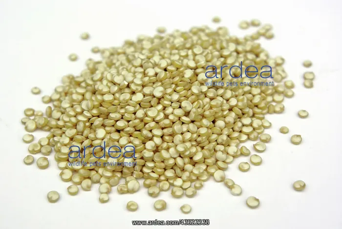 : Quinoa Seeds : Quinoa Seeds