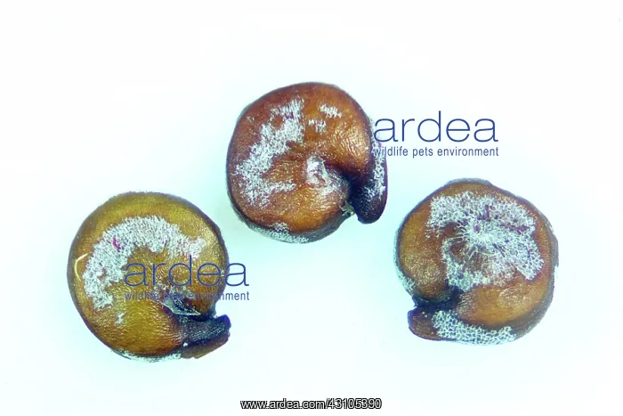 : Quinoa Seeds with Saponins on Their Surfaces : Quinoa Seeds with Saponins on Their Surfaces