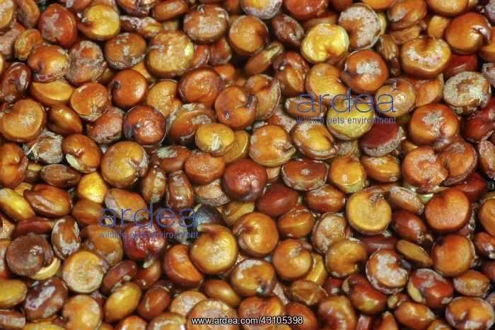 : Quinoa Seeds with Saponins on Their Surfaces : Quinoa Seeds with Saponins on Their Surfaces