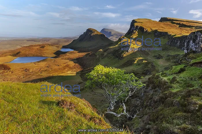 : Quiraing - little tree growing out of an rocky outcrop : Quiraing - little tree growing out of an rocky outcrop