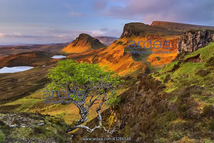 : Quiraing - little tree growing out of an rocky outcrop : Quiraing - little tree growing out of an rocky outcrop