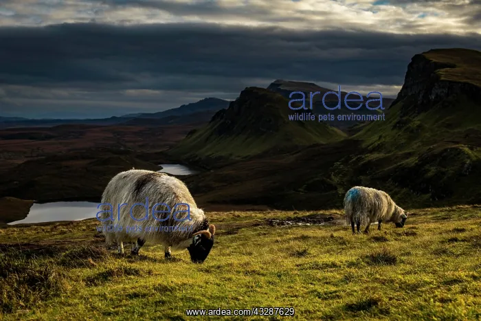 : Quiraing massif with dramatic clouds and sheep in : Quiraing massif with dramatic clouds and sheep in