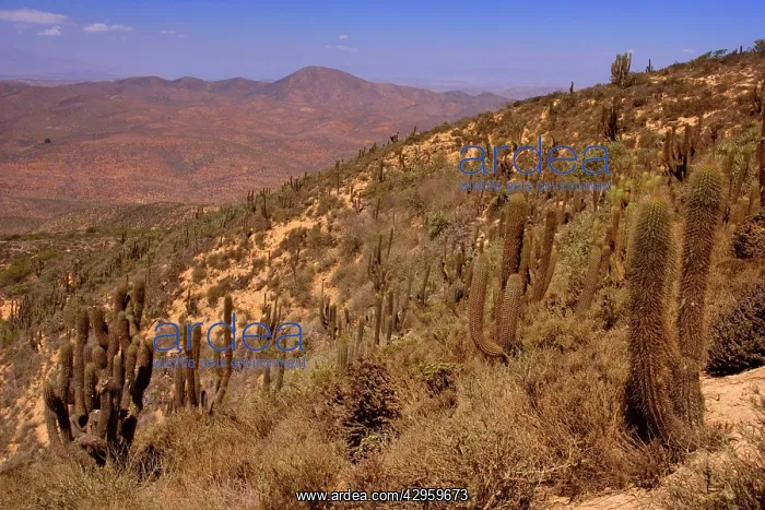 : Quisco Cacti / Trichocereus chilensis / Cereus : Quisco Cacti / Trichocereus chilensis / Cereus