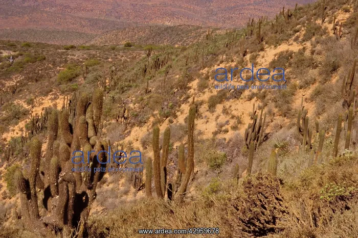 : Quisco Cacti / Trichocereus chilensis / Cereus : Quisco Cacti / Trichocereus chilensis / Cereus