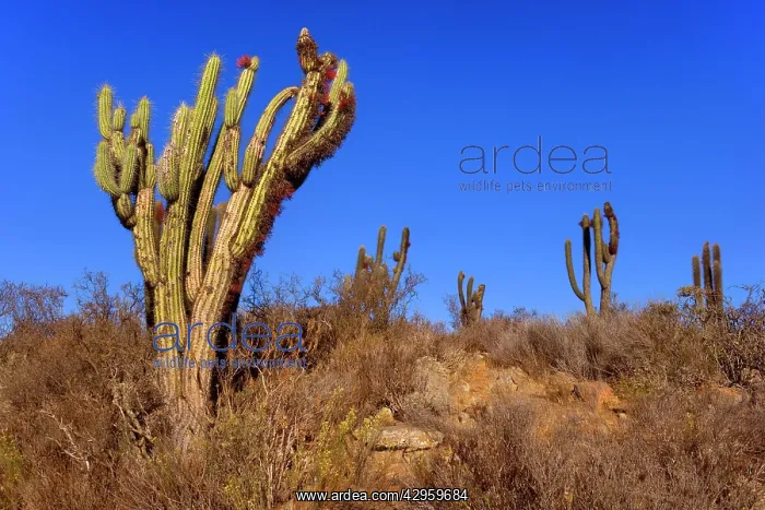 : Quisco Cacti / Trichocereus chilensis / Cereus : Quisco Cacti / Trichocereus chilensis / Cereus