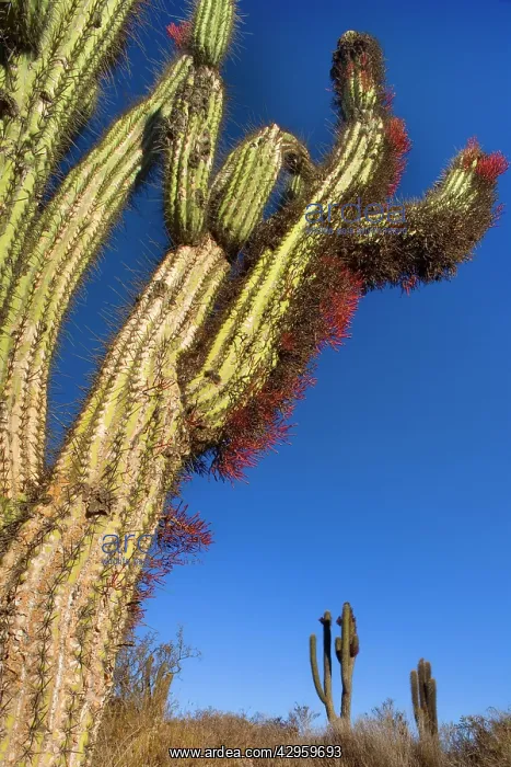 : Quisco Cacti / Trichocereus chilensis / Cereus : Quisco Cacti / Trichocereus chilensis / Cereus