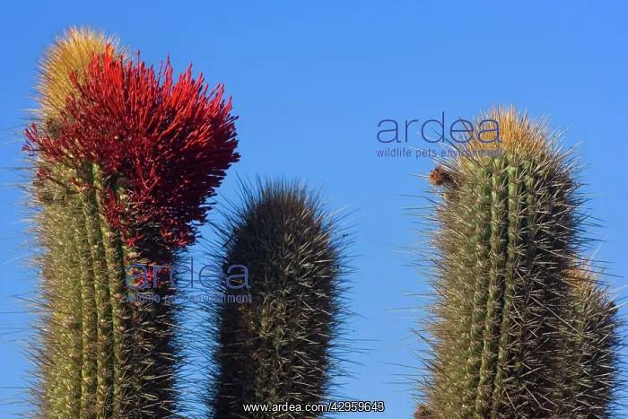 : Quisco Cactus / Trichocereus chilensis / Cereus : Quisco Cactus / Trichocereus chilensis / Cereus