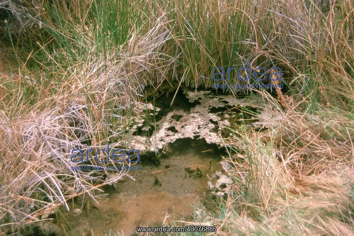 : Quitobaquito Springs, Arizona : Quitobaquito Springs, Arizona