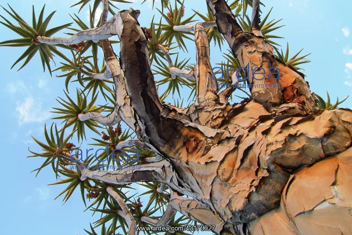 : Quiver (Aloe dichotoma) : Quiver (Aloe dichotoma)