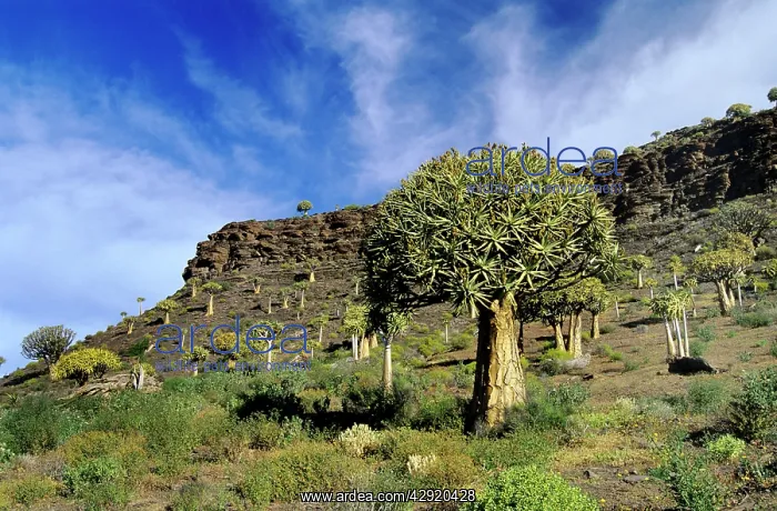 : Quiver / Kokaboom Tree : Quiver / Kokaboom Tree