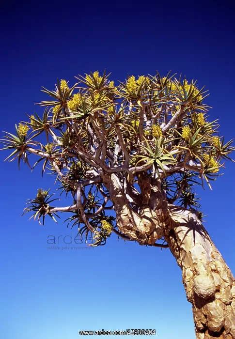 : Quiver / Kokaboom Tree - in flower : Quiver / Kokaboom Tree - in flower