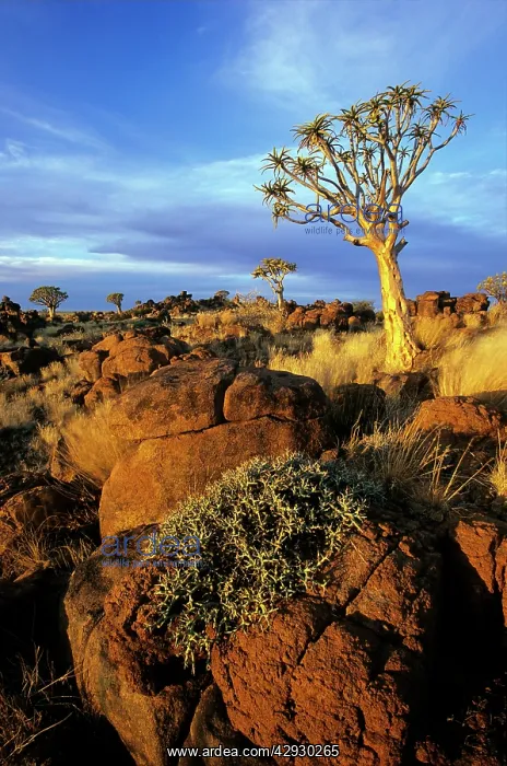 : Quiver / Kokaboom Tree - Namibia : Quiver / Kokaboom Tree - Namibia