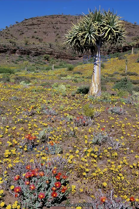 : Quiver / Kokaboom Tree - with spring flowers : Quiver / Kokaboom Tree - with spring flowers