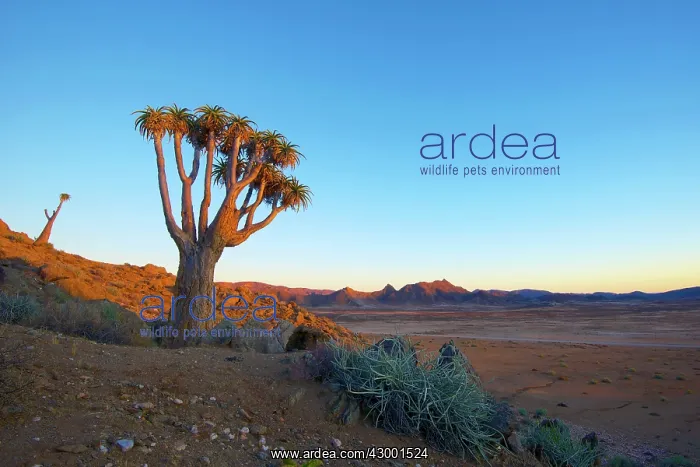 : Quiver Tree : Quiver Tree