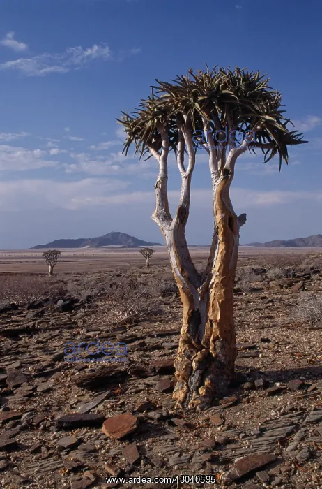 : Quiver tree : Quiver tree