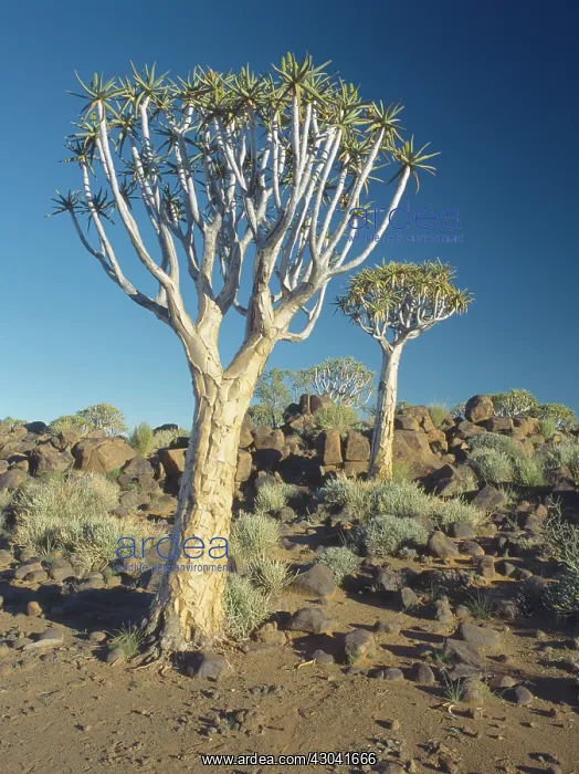 : Quiver tree : Quiver tree