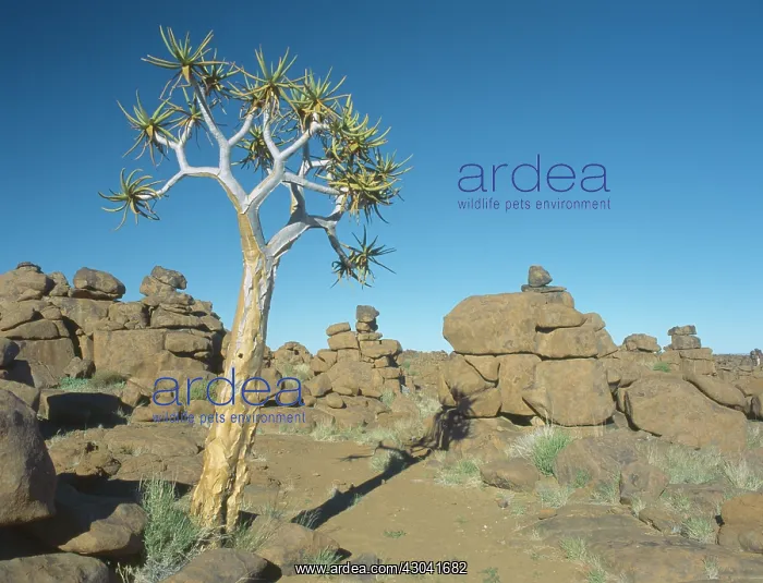 : Quiver tree : Quiver tree