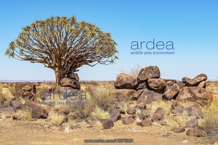 : Quiver tree (Aloe dichotoma), B1, Keetmanshoop : Quiver tree (Aloe dichotoma), B1, Keetmanshoop