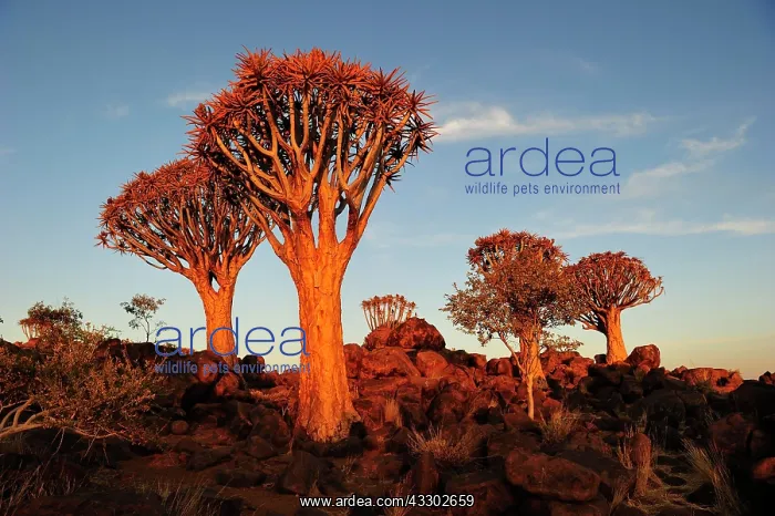 : Quiver tree (Aloe dichotoma), forest in evening : Quiver tree (Aloe dichotoma), forest in evening