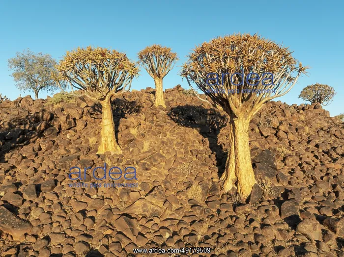 : Quiver Tree (Aloidendron dichotomum) : Quiver Tree (Aloidendron dichotomum)