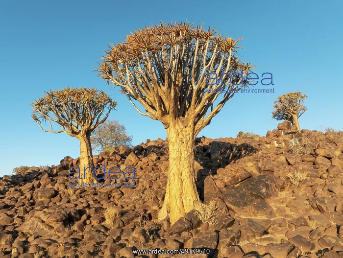 : Quiver Tree (Aloidendron dichotomum) : Quiver Tree (Aloidendron dichotomum)