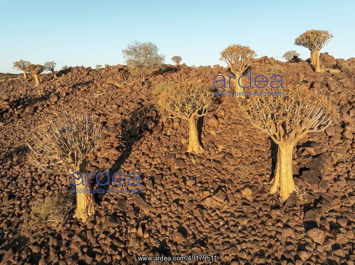 : Quiver Tree (Aloidendron dichotomum) : Quiver Tree (Aloidendron dichotomum)