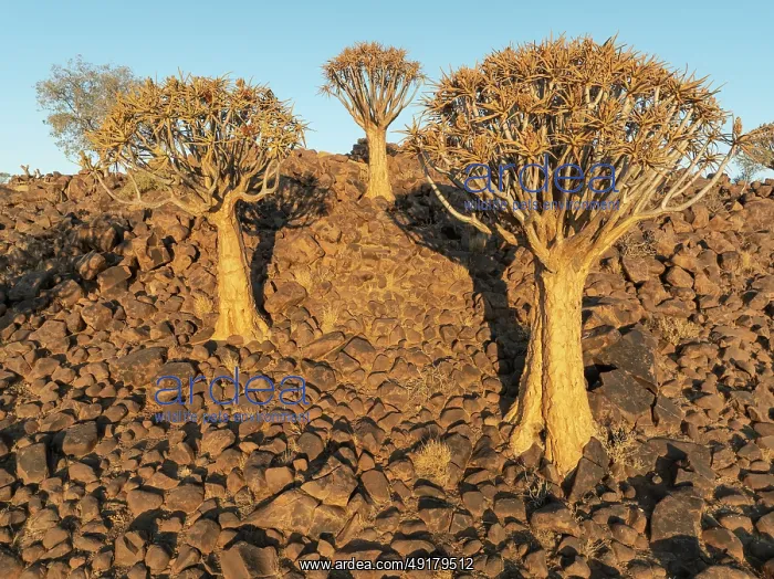 : Quiver Tree (Aloidendron dichotomum) : Quiver Tree (Aloidendron dichotomum)