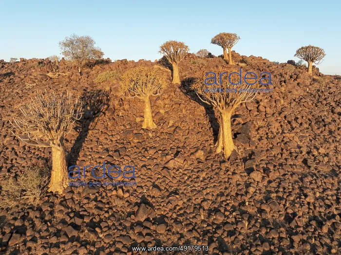 : Quiver Tree (Aloidendron dichotomum) : Quiver Tree (Aloidendron dichotomum)