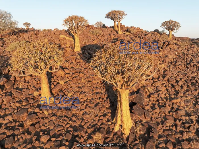 : Quiver Tree (Aloidendron dichotomum) : Quiver Tree (Aloidendron dichotomum)