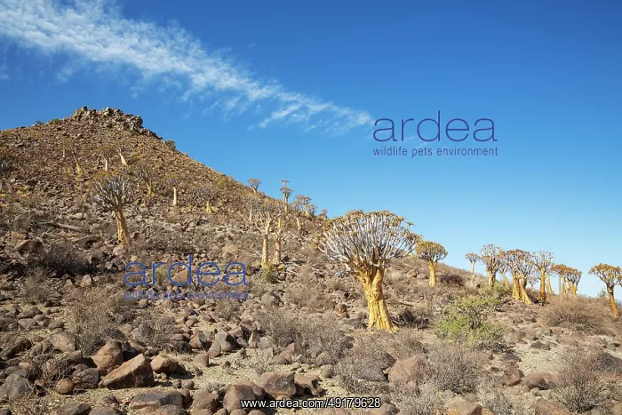 : Quiver Tree (Aloidendron dichotomum) : Quiver Tree (Aloidendron dichotomum)