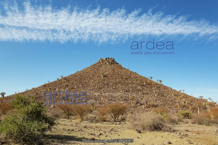: Quiver Tree (Aloidendron dichotomum) : Quiver Tree (Aloidendron dichotomum)