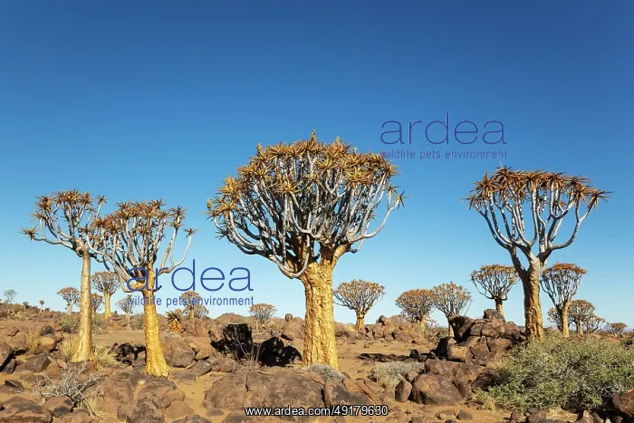 : Quiver Tree (Aloidendron dichotomum) : Quiver Tree (Aloidendron dichotomum)