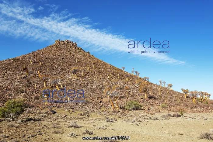: Quiver Tree (Aloidendron dichotomum) : Quiver Tree (Aloidendron dichotomum)