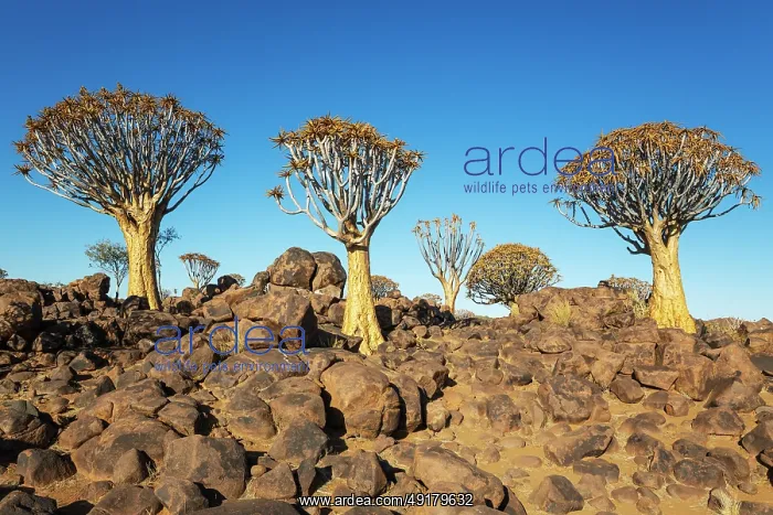 : Quiver Tree (Aloidendron dichotomum) : Quiver Tree (Aloidendron dichotomum)