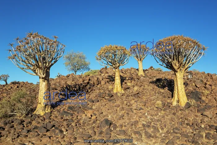 : Quiver Tree (Aloidendron dichotomum) : Quiver Tree (Aloidendron dichotomum)