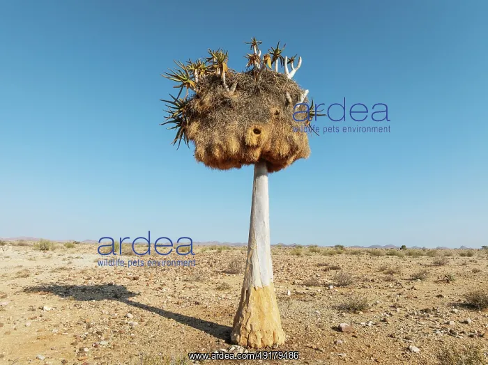 : Quiver Tree (Aloidendron dichotomum) with huge nest of Sociable Weavers (Philetairus socius) : Quiver Tree (Aloidendron dichotomum) with huge nest of Sociable Weavers (Philetairus socius)